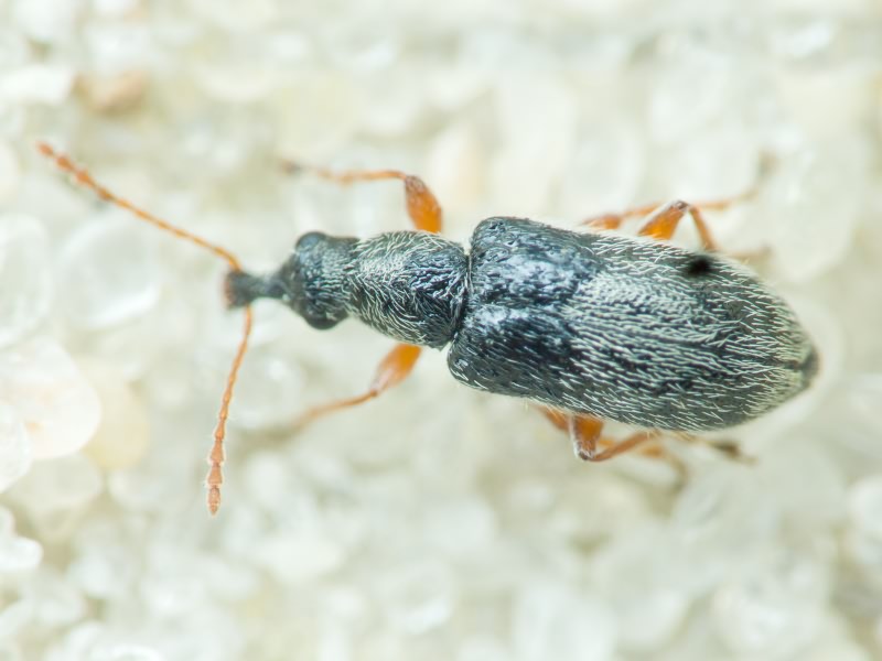 Cimberis attelaboides (Fabricius, 1787)